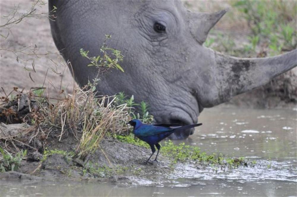 Lukimbi Safari Lodge