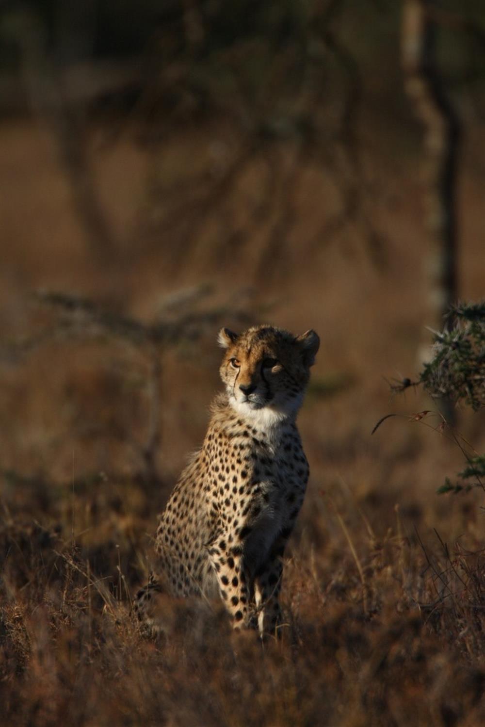 Kicheche Laikipia Camp