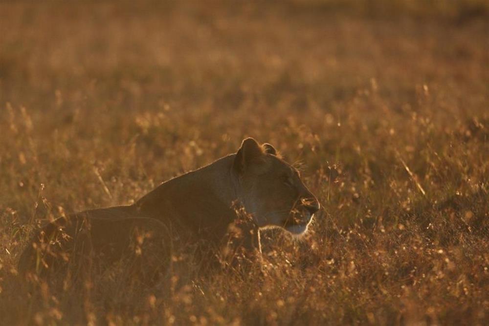 Kicheche Laikipia Camp