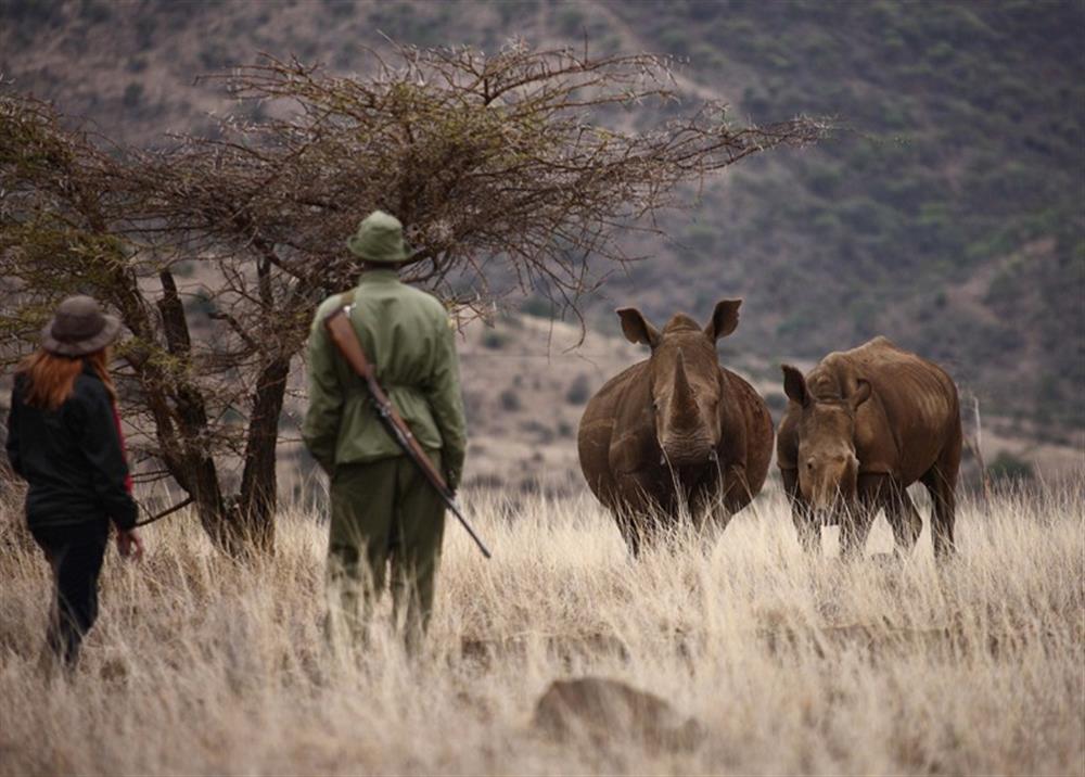 Lewa Safari Camp