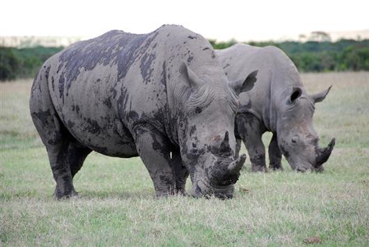 Ol Pejeta Bush Camp