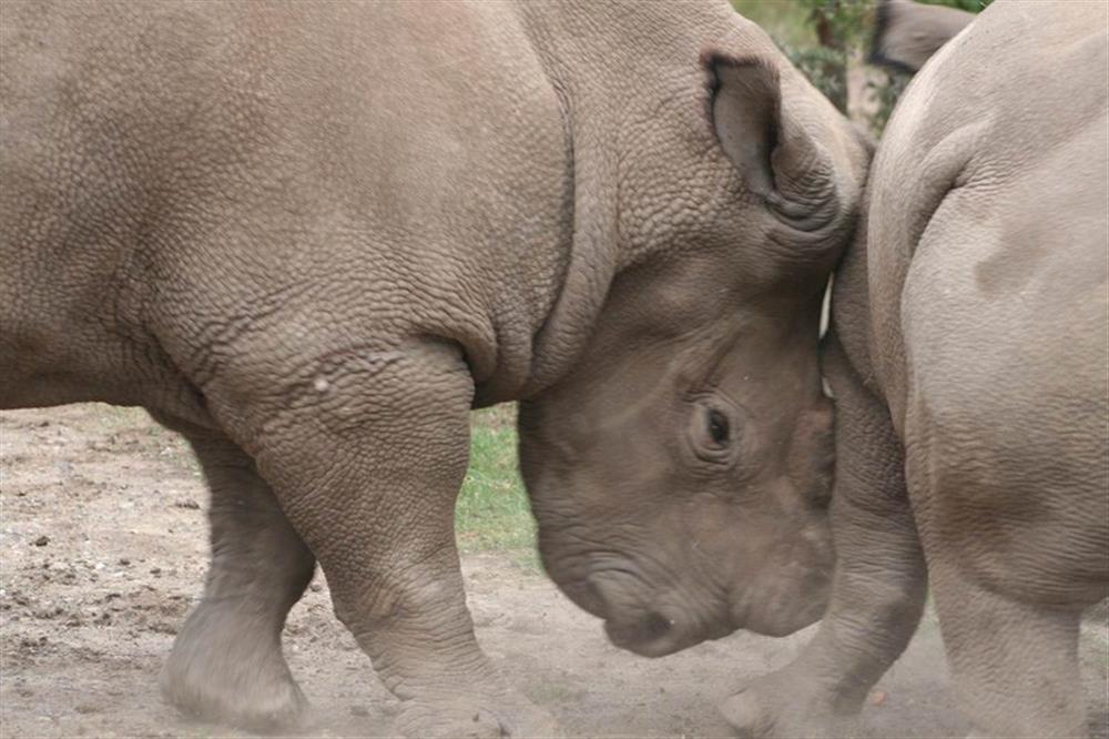 Porini Rhino Camp