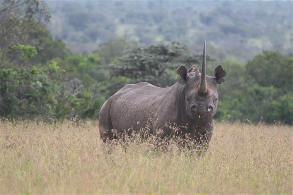 Porini Rhino Camp