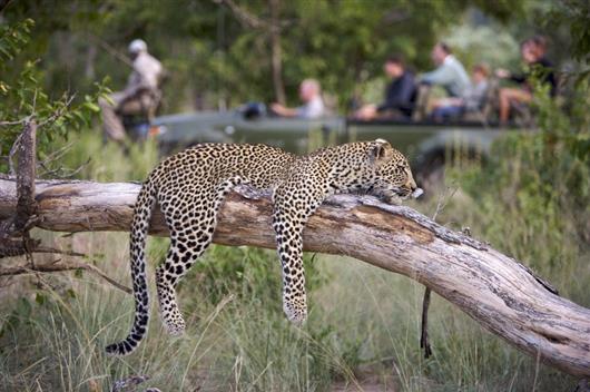 Elephant Plains Game Lodge