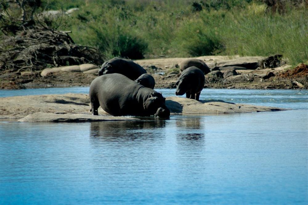 Lion Sands Ivory Lodge