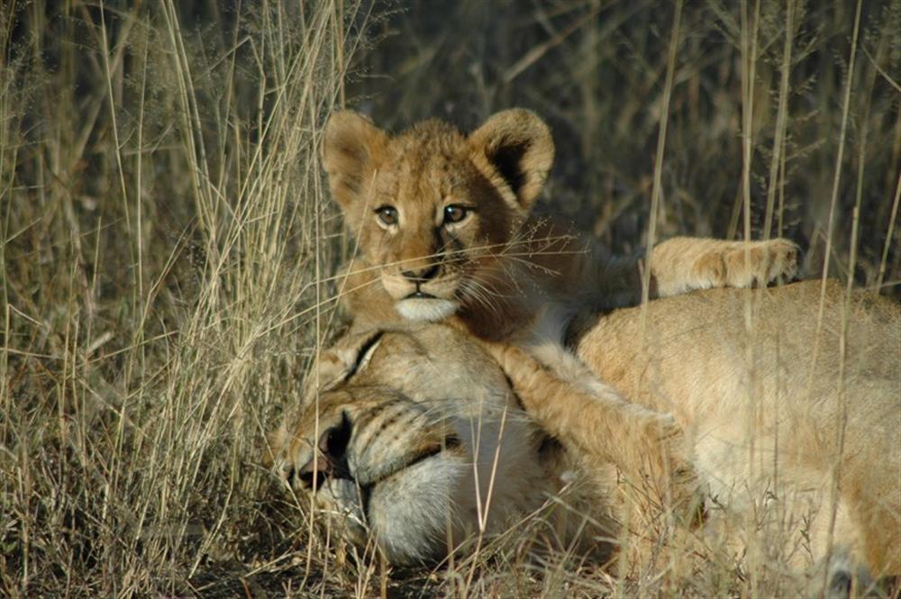 Lion Sands River Lodge