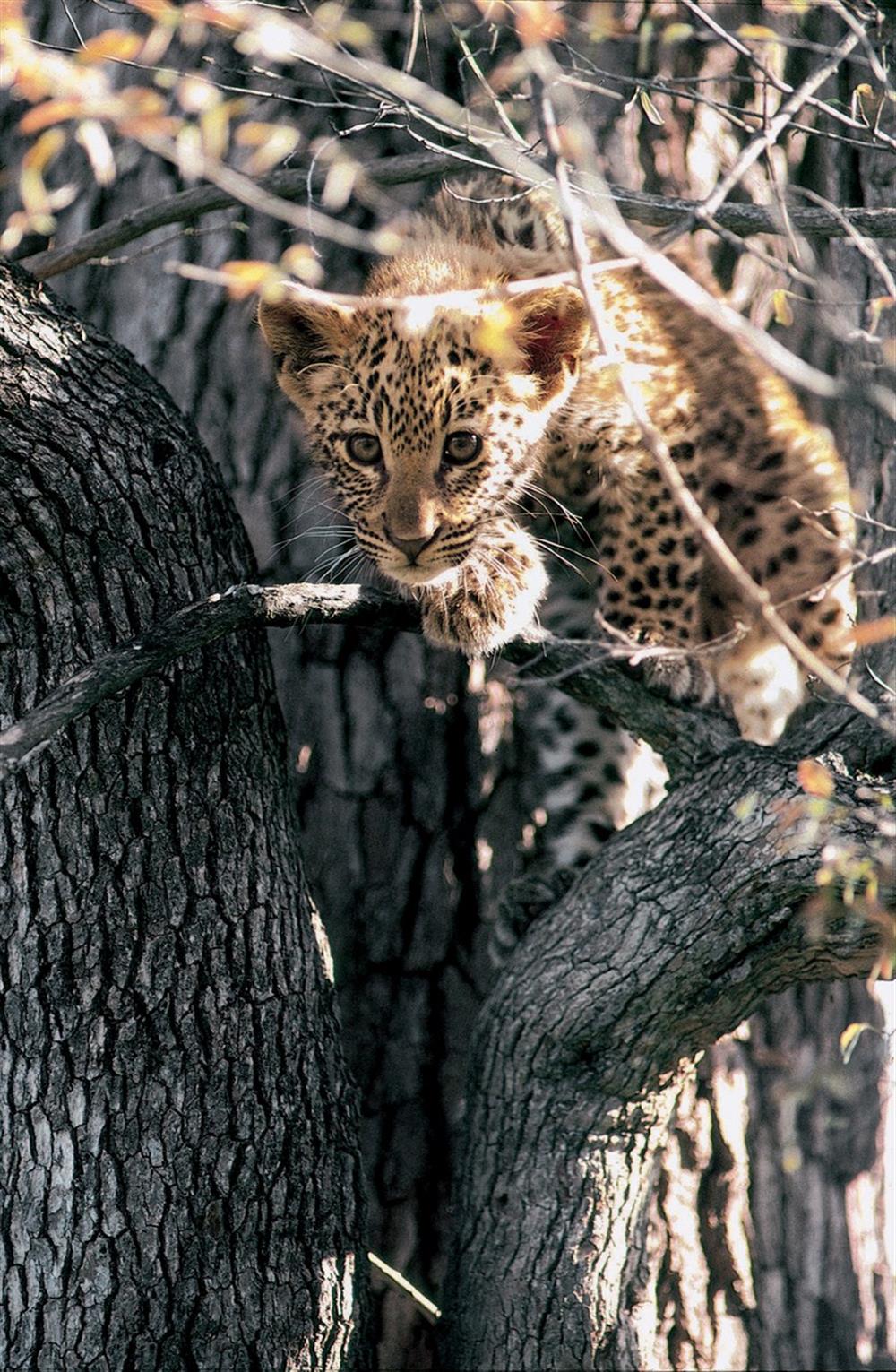 Londolozi Pioneer Camp