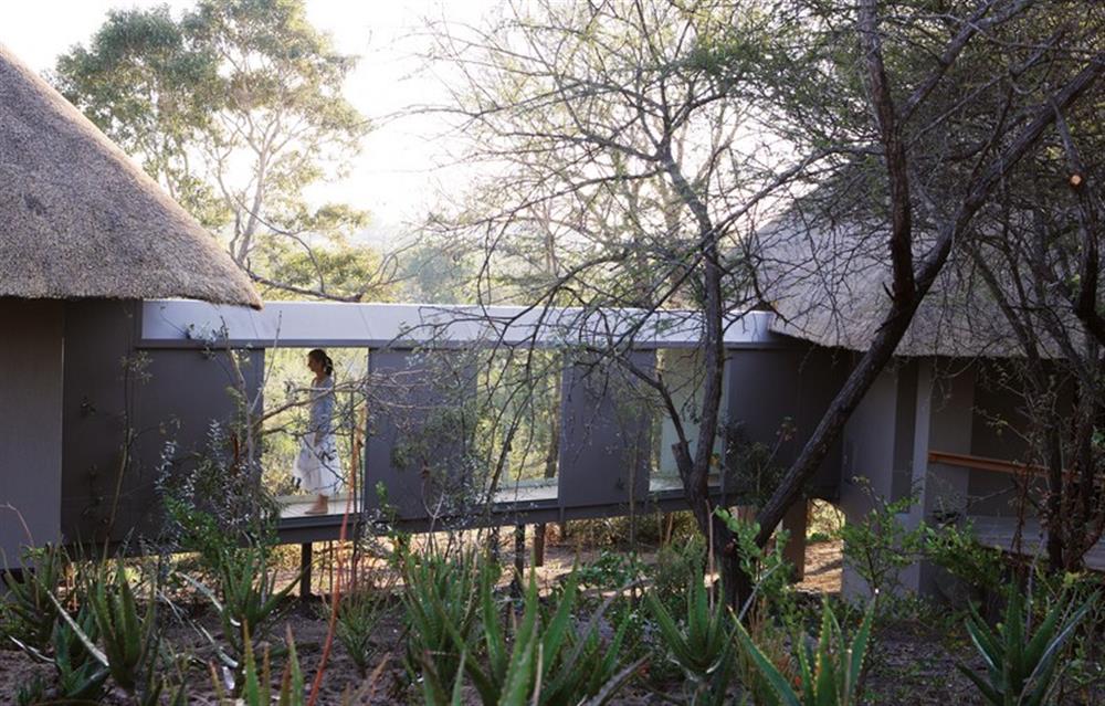 Londolozi Pioneer Camp