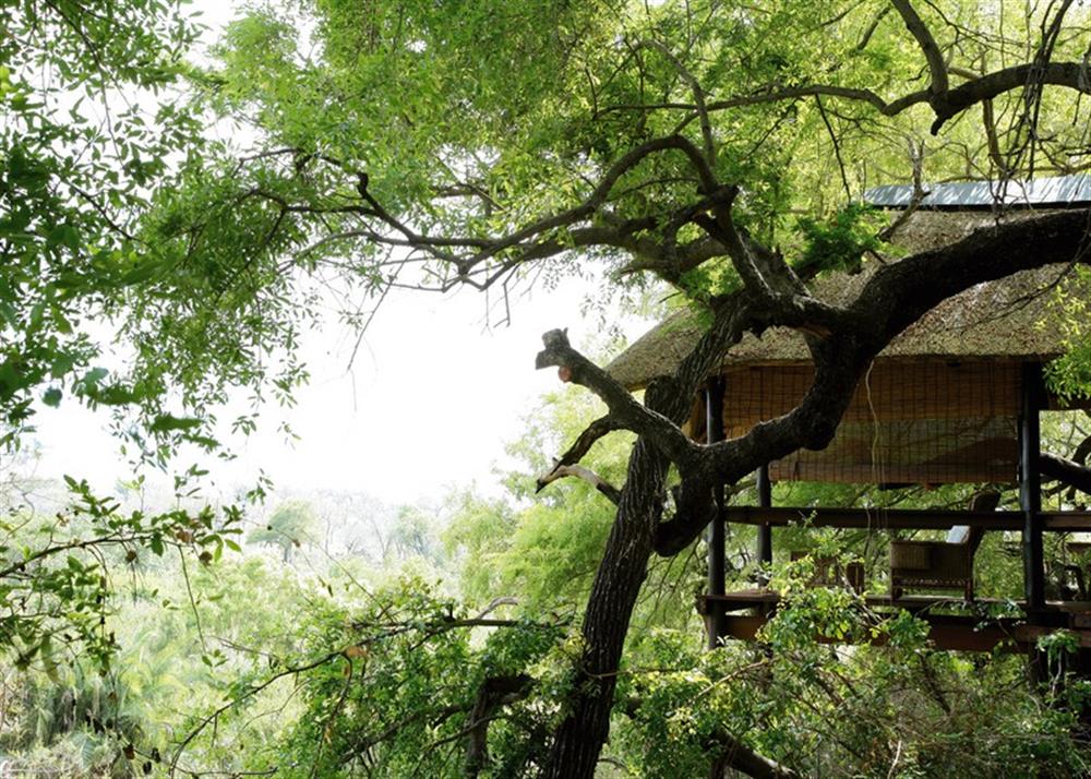 Londolozi Tree Camp