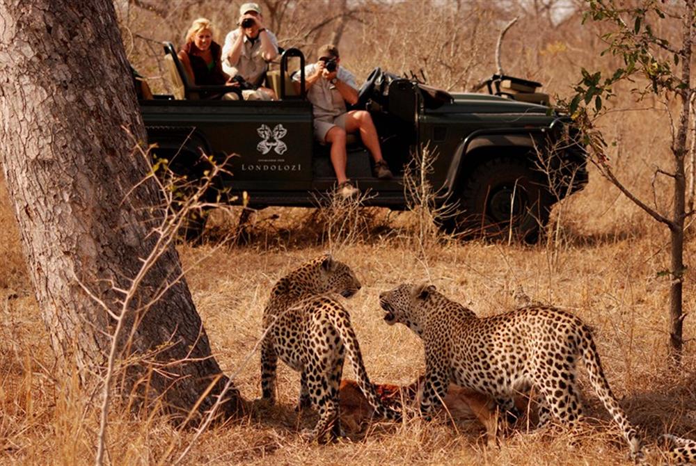 Londolozi Tree Camp