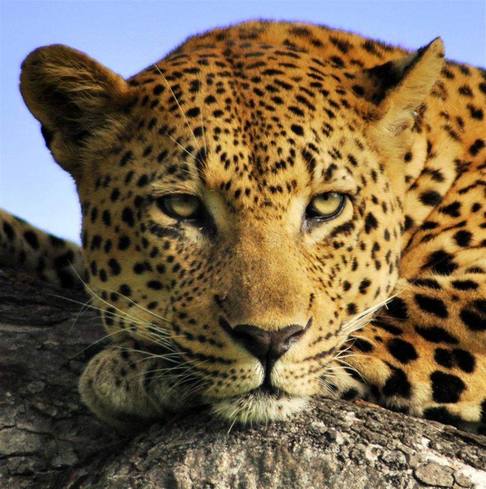 Londolozi Tree Camp