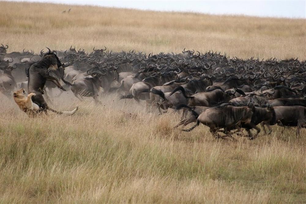 Mara Plains Camp