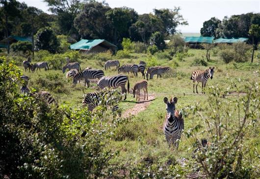 Offbeat Mara Camp