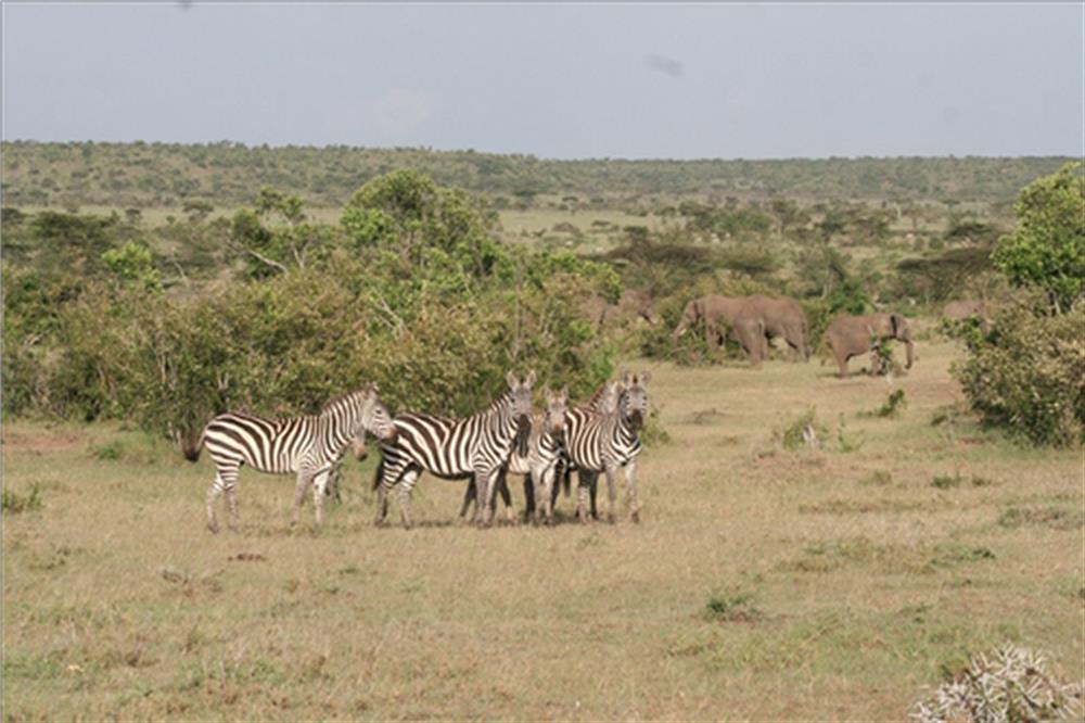 Rekero Naboisho Camp