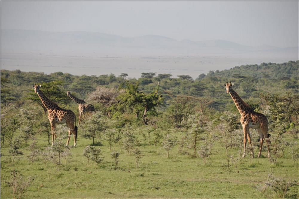 Rekero Naboisho Camp