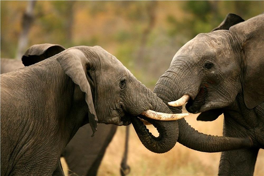 Singita Boulders Lodge