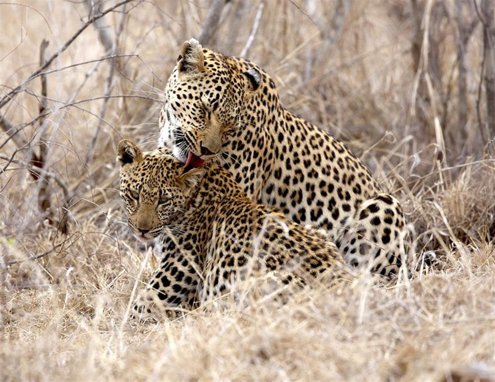 Singita Boulders Lodge