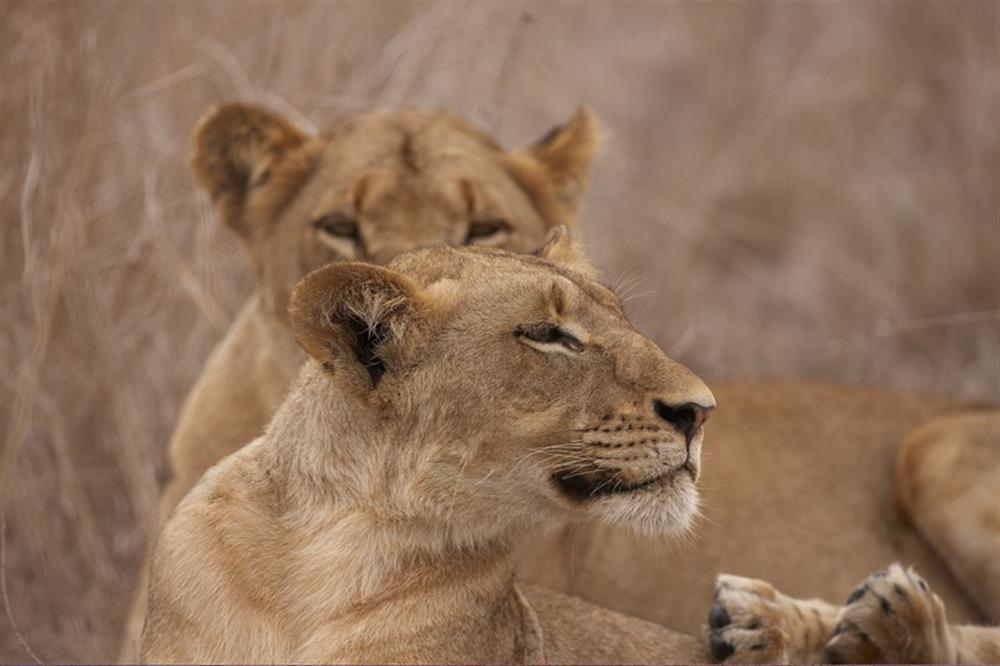 Singita Boulders Lodge