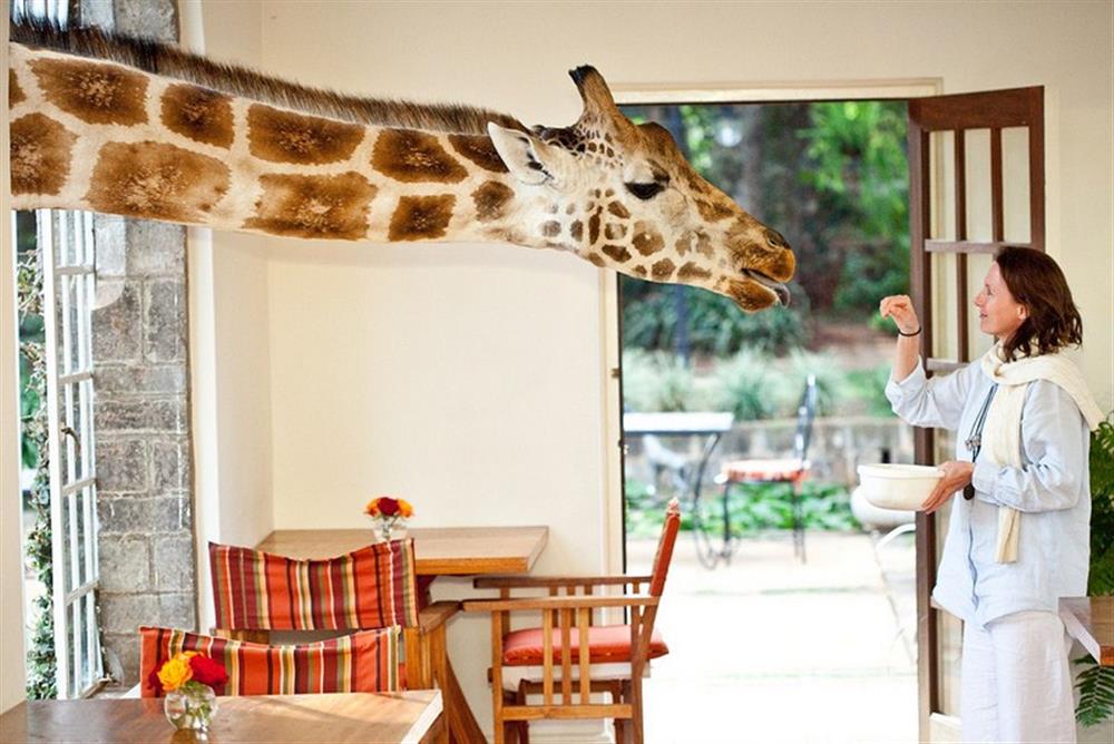 Giraffe Manor