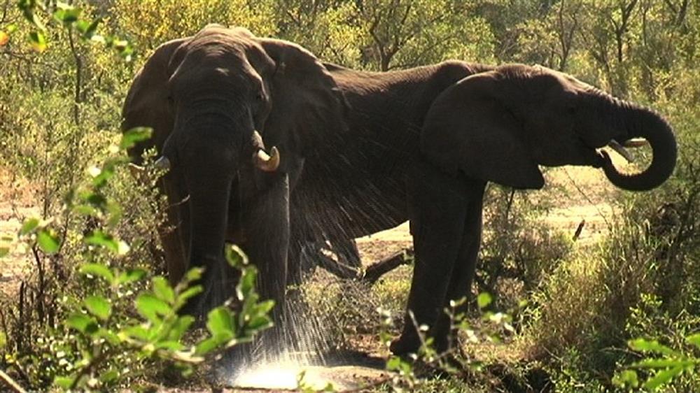 Honeyguide Khoka Moya Camp