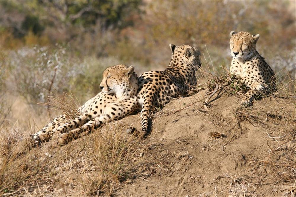 Chapungu Luxury Tented Camp