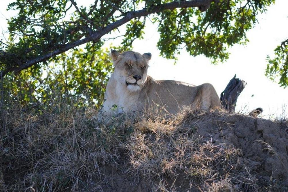 Chapungu Luxury Tented Camp