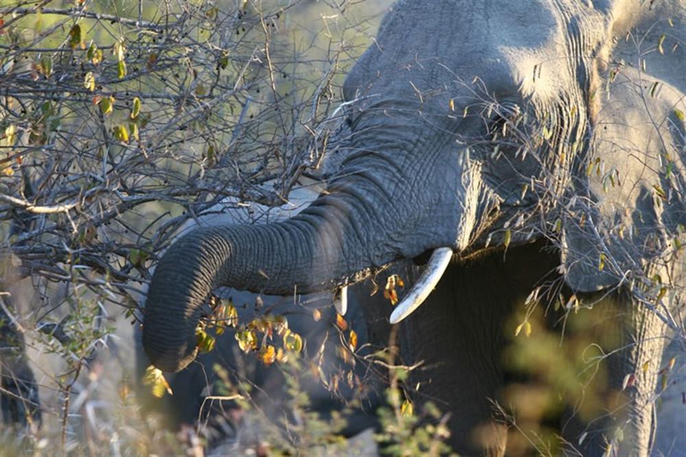 Shumbalala Lodge