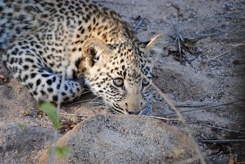 Thornybush Game Lodge