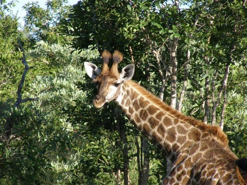 Thornybush Game Lodge