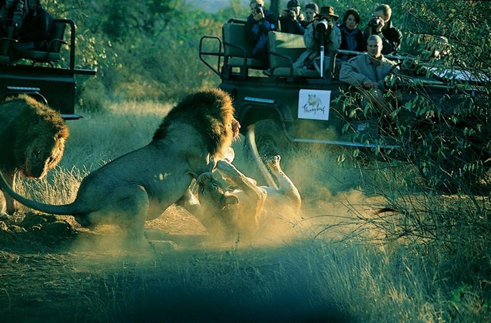 Thornybush Game Lodge