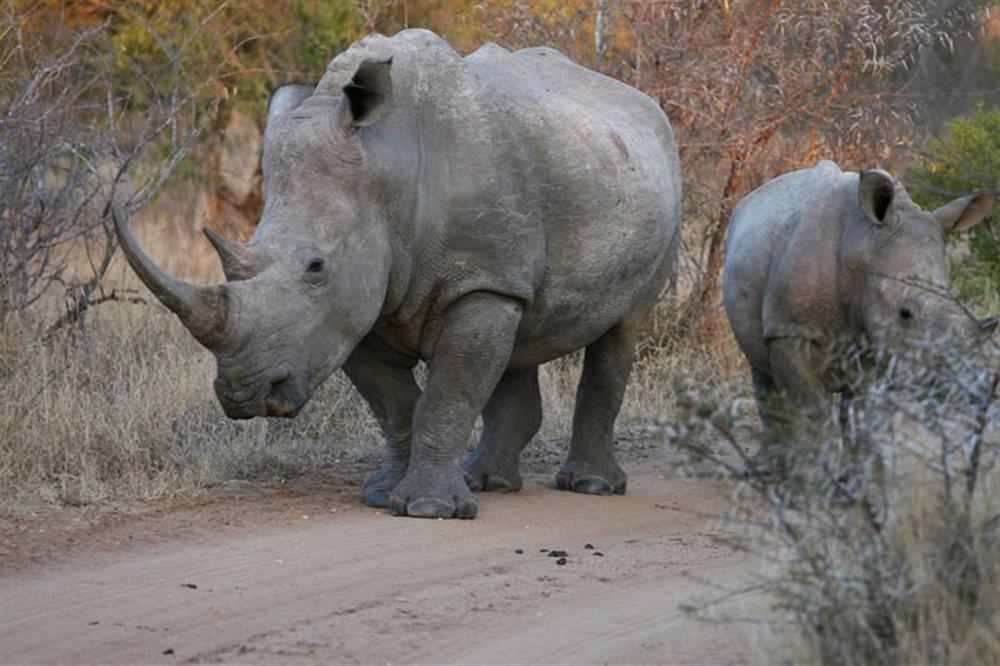 Thornybush Game Lodge