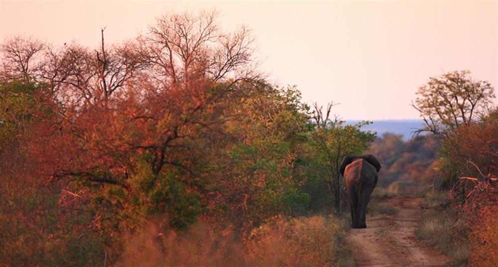 Motswari Safari Lodge