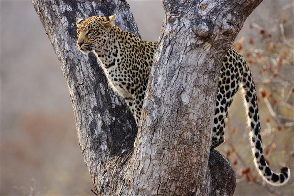 Motswari Safari Lodge