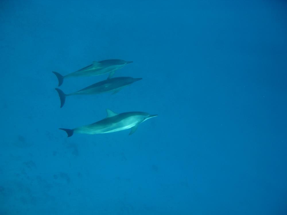 Fundu Lagoon