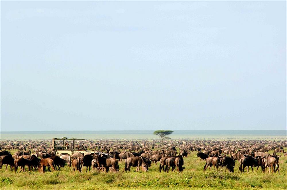 Lamai Serengeti