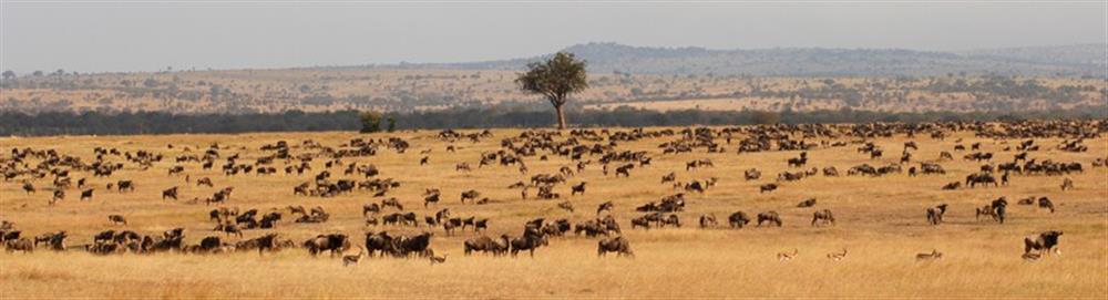 Serengeti Safari Camp