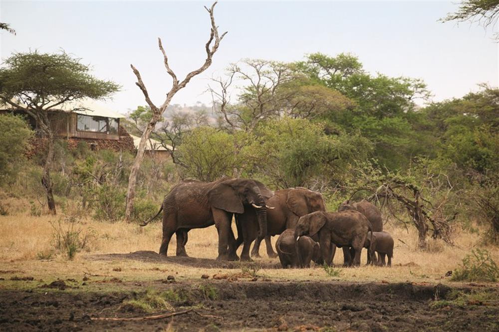 Singita Faru Faru Lodge