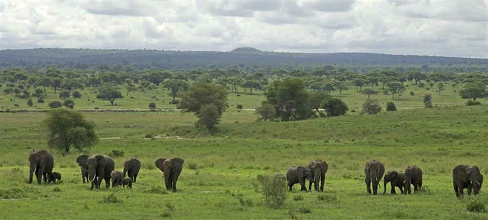 Sanctuary Swala Camp