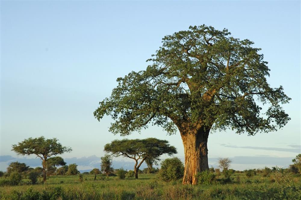 Sanctuary Swala Camp