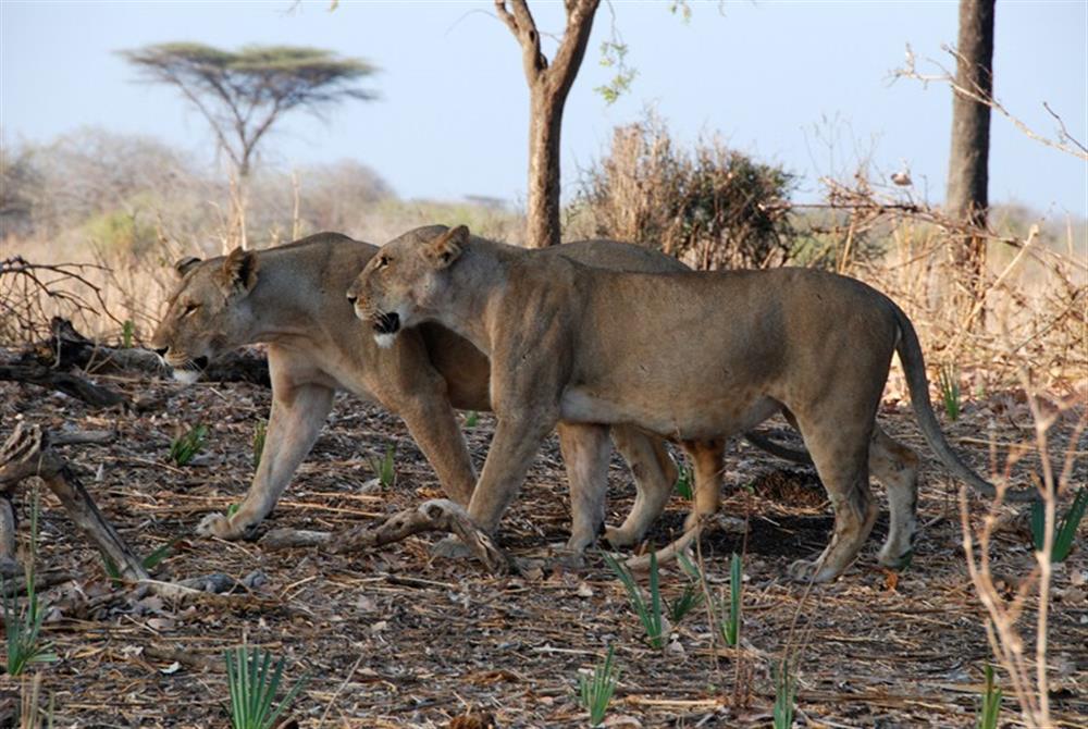 Mwagusi Safari Camp