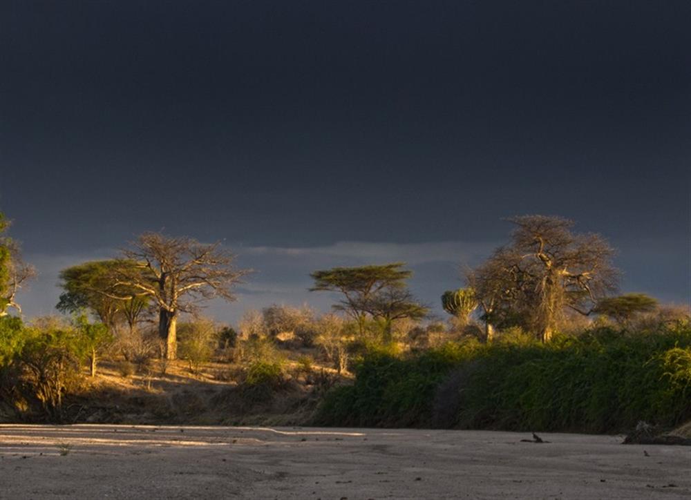 Mwagusi Safari Camp