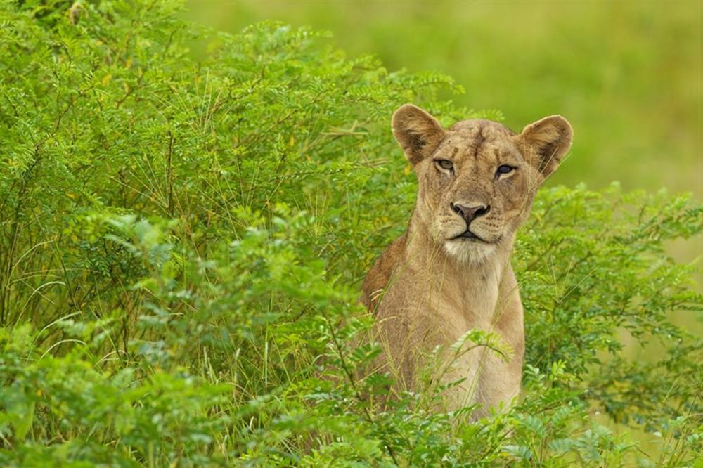 Kapamba Bush Camp