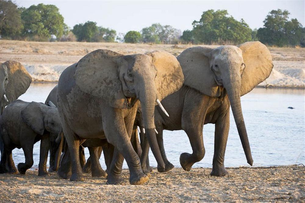 Luangwa River Camp