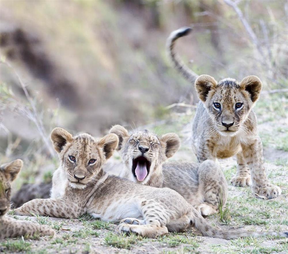 Luangwa River Camp