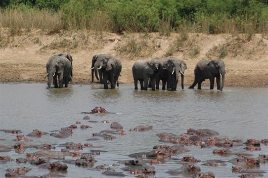 Luangwa Wilderness Lodge