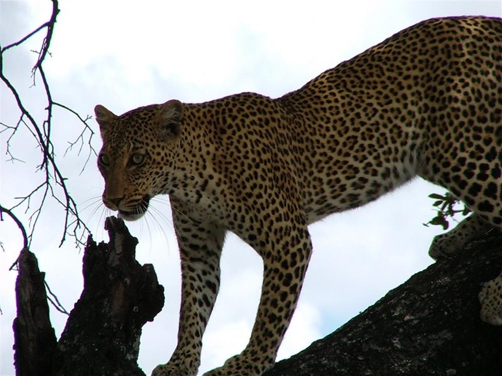 Luangwa Wilderness Lodge