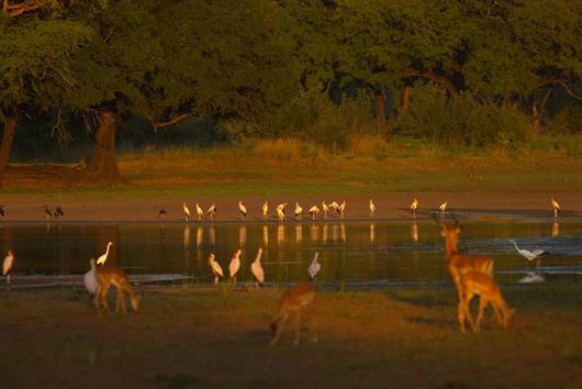 Luwi Bush Camp