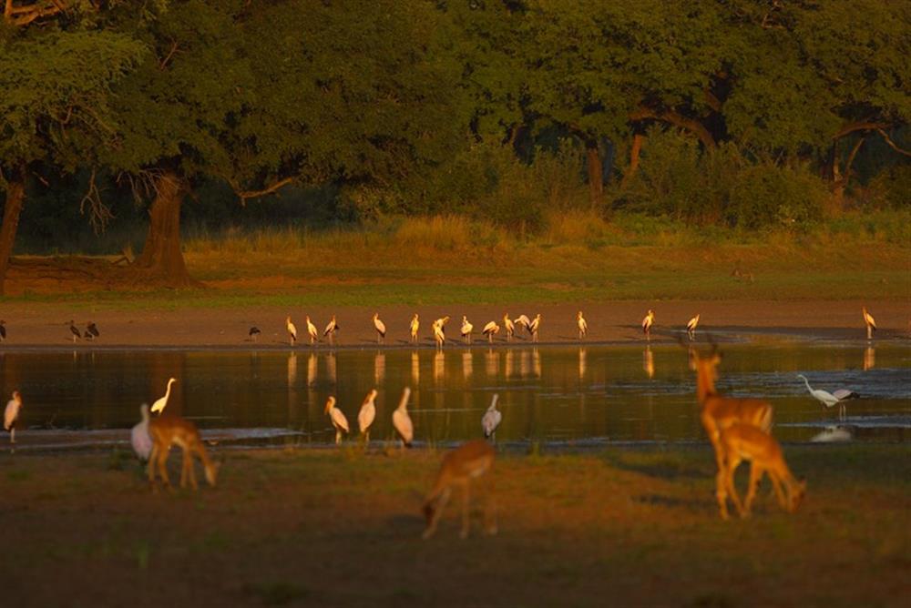 Luwi Bush Camp