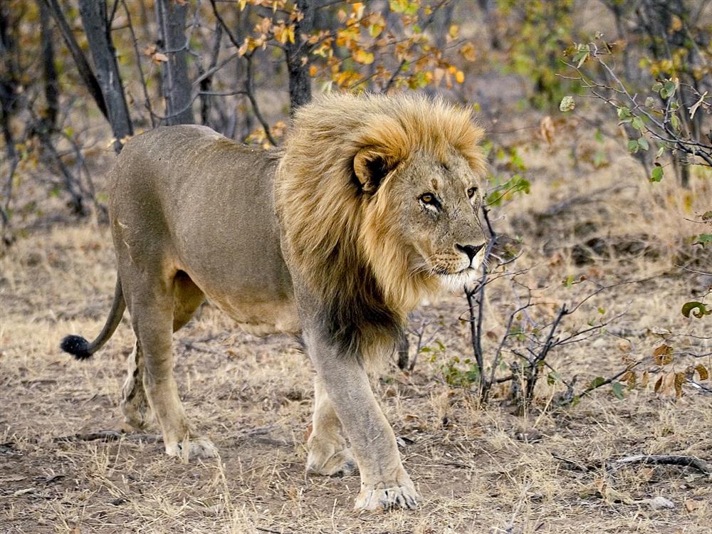 Ongava Lodge