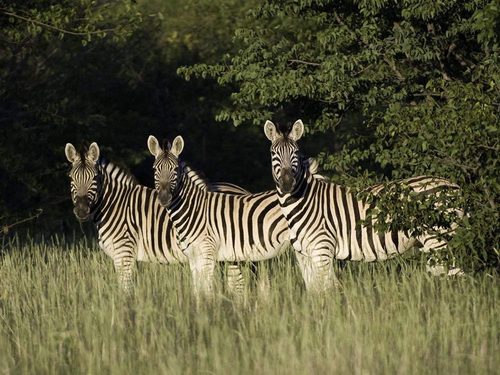 Ongava Lodge